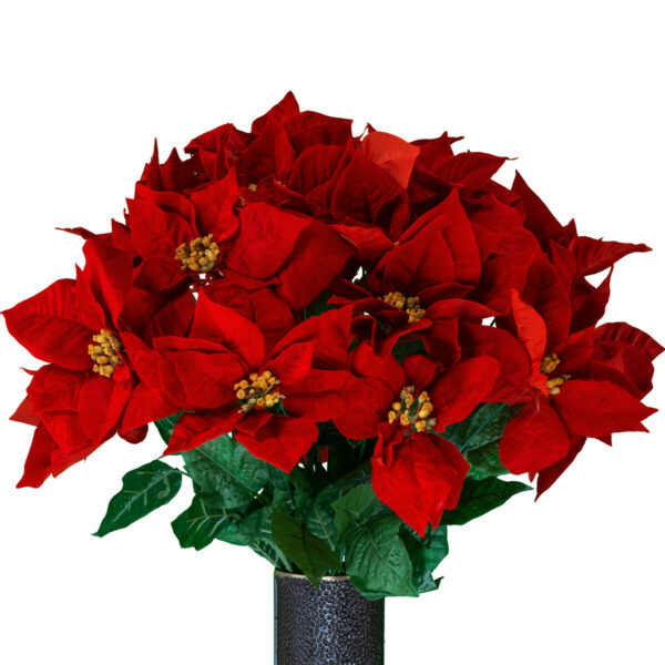 Medium Poinsettias