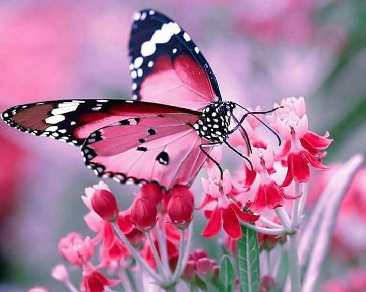m.sybil bunn